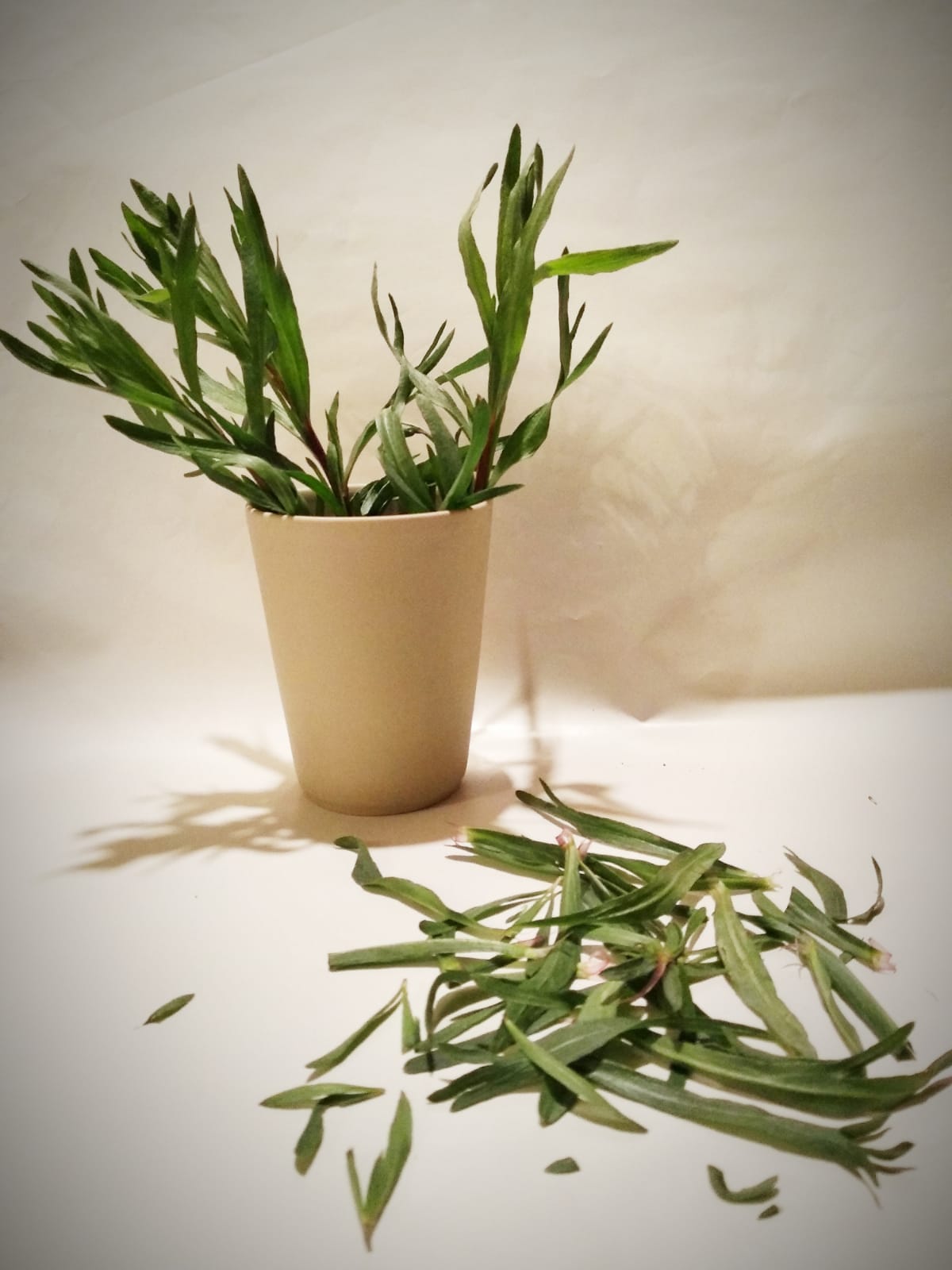Estragon de l'Herbier de Pouzes
