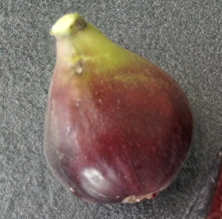 Figue fraiche des Corbieres