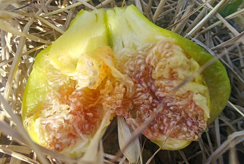 Figue fraiche des Corbieres
