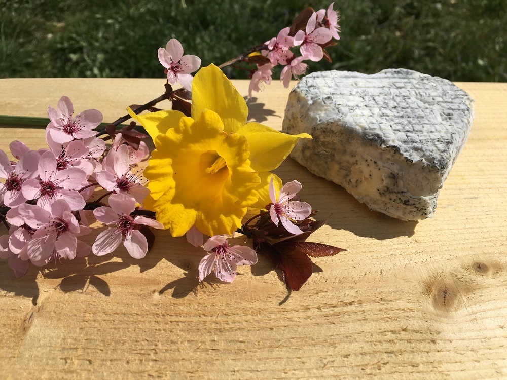 Lactique de brebis BIO