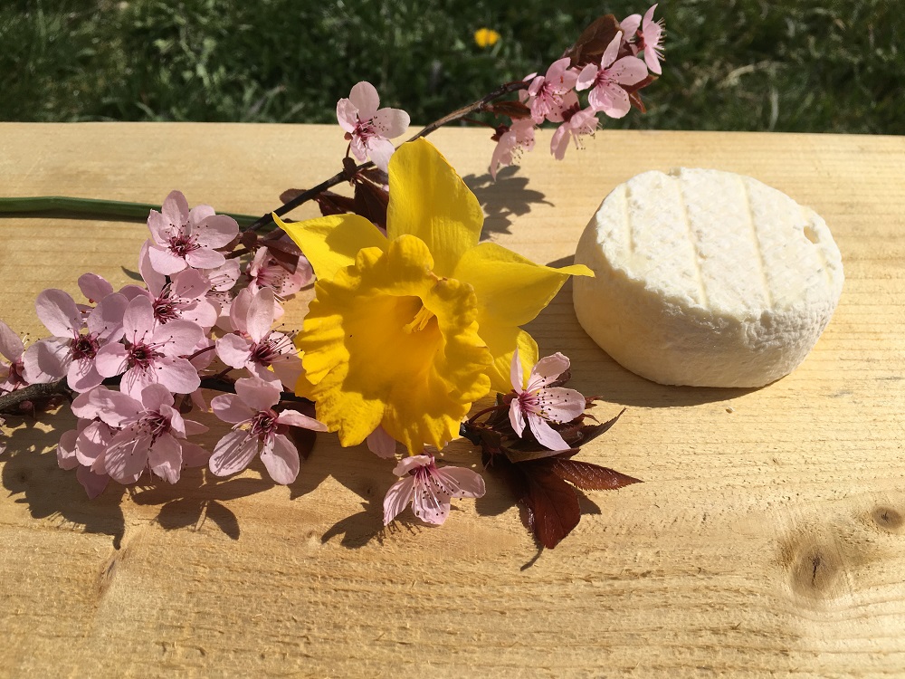 Lactique de brebis BIO