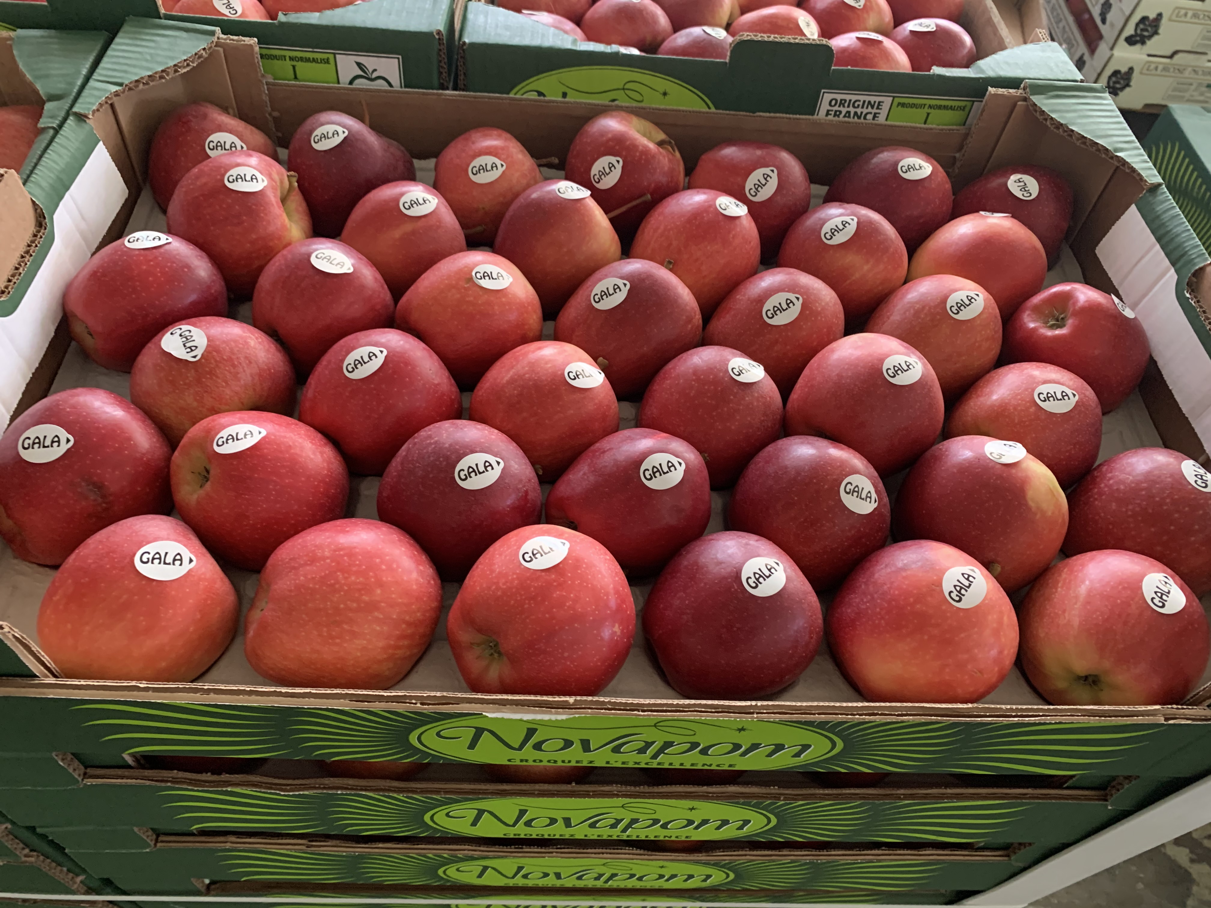 POMMES GALA