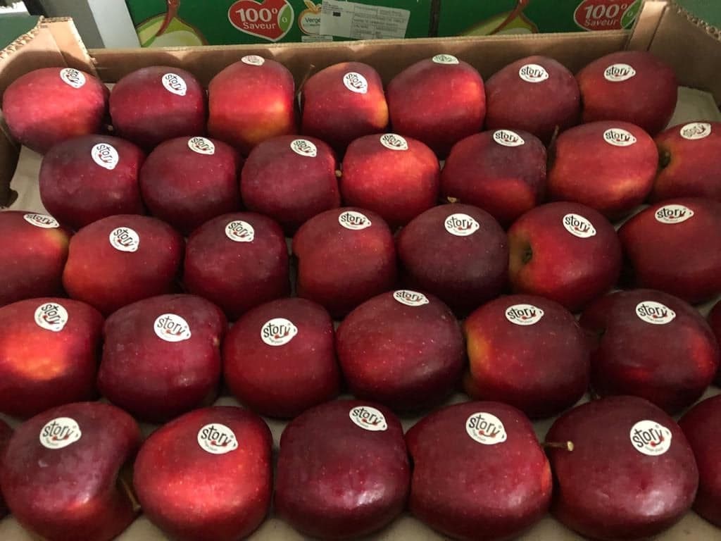 POMMES STORY