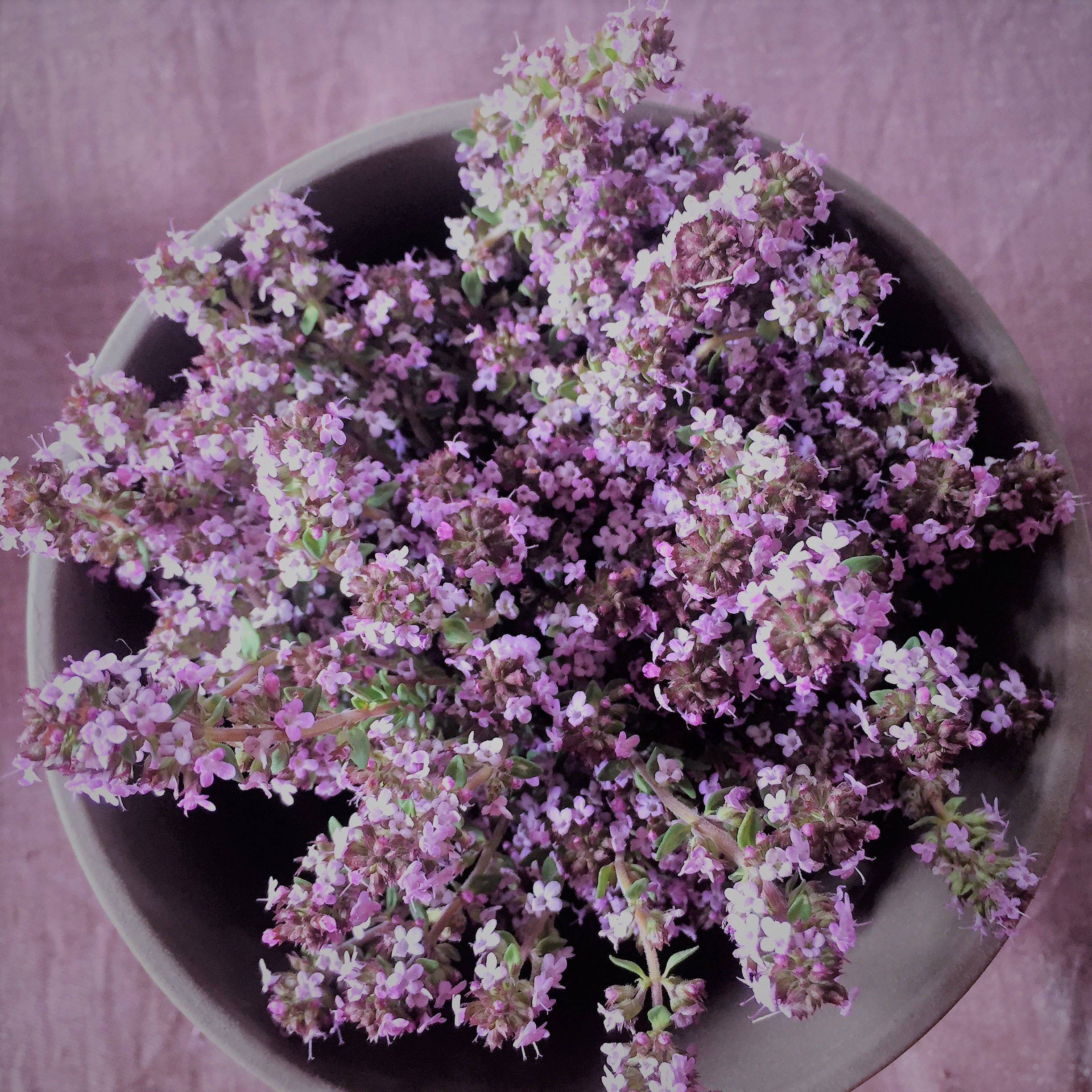 Thym du Salagou de l'Herbier de Pouzes