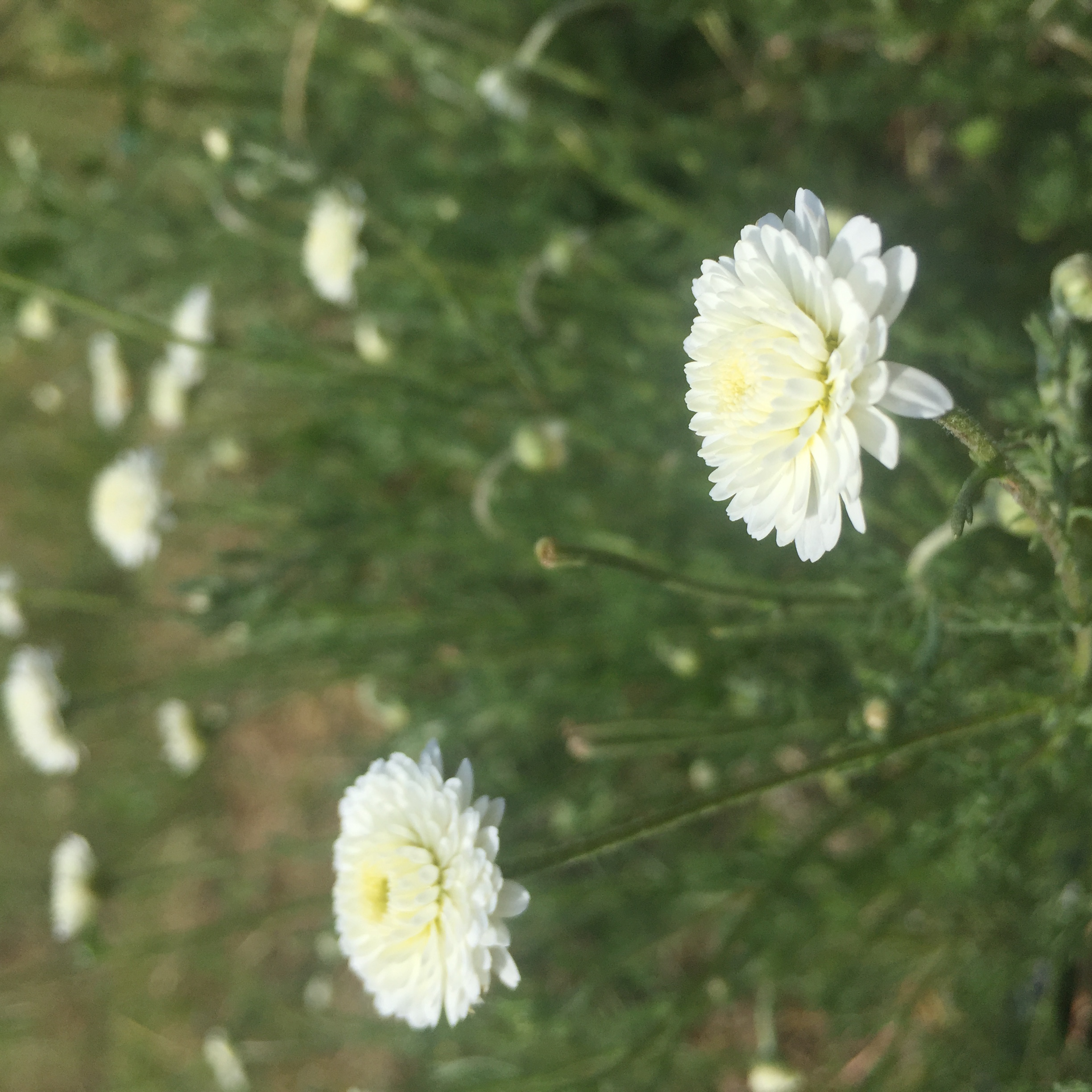 Camomille romaine de l'Herbier de Pouzes