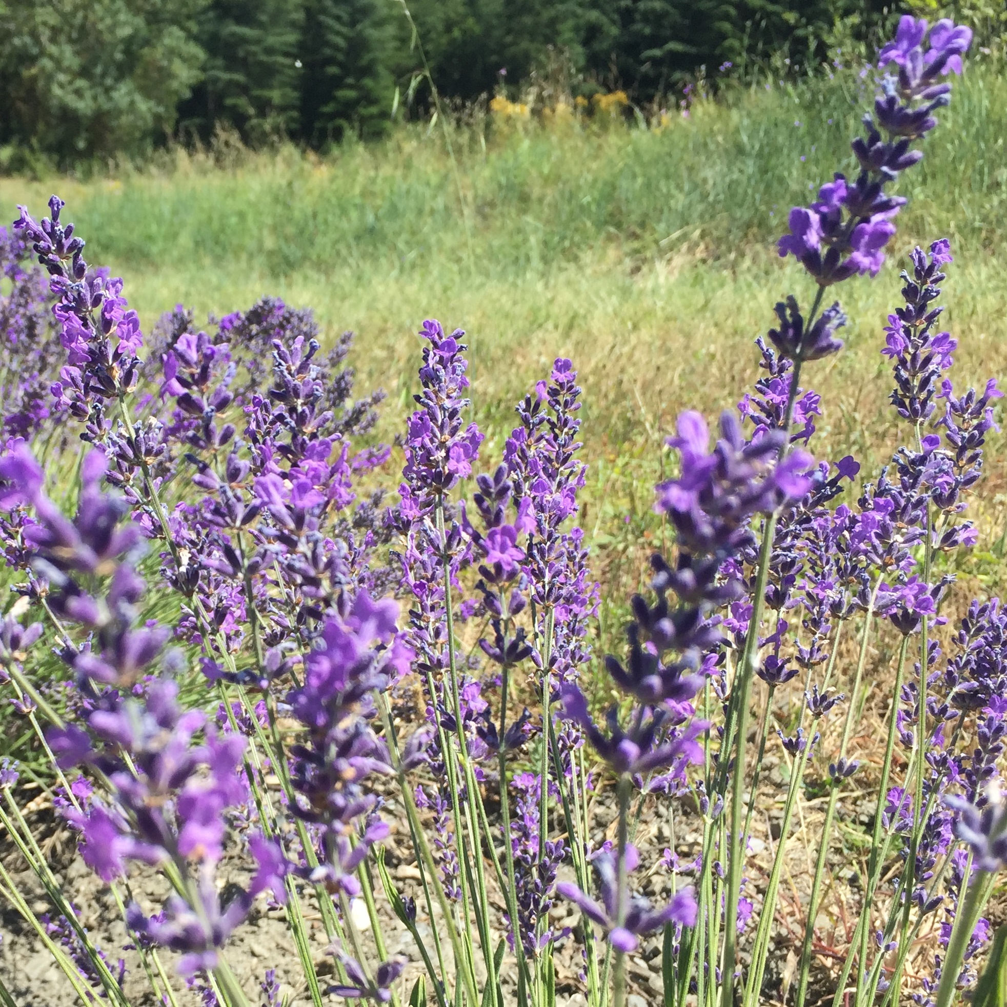 Lavande vraie de l\'Herbier de Pouzes