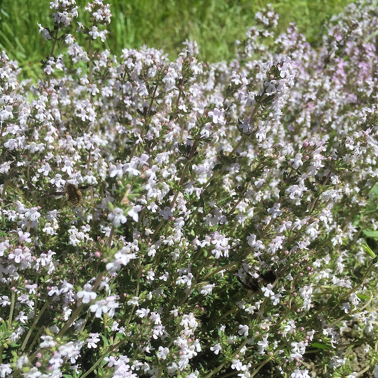 Thym agrume de l\'Herbier de Pouzes