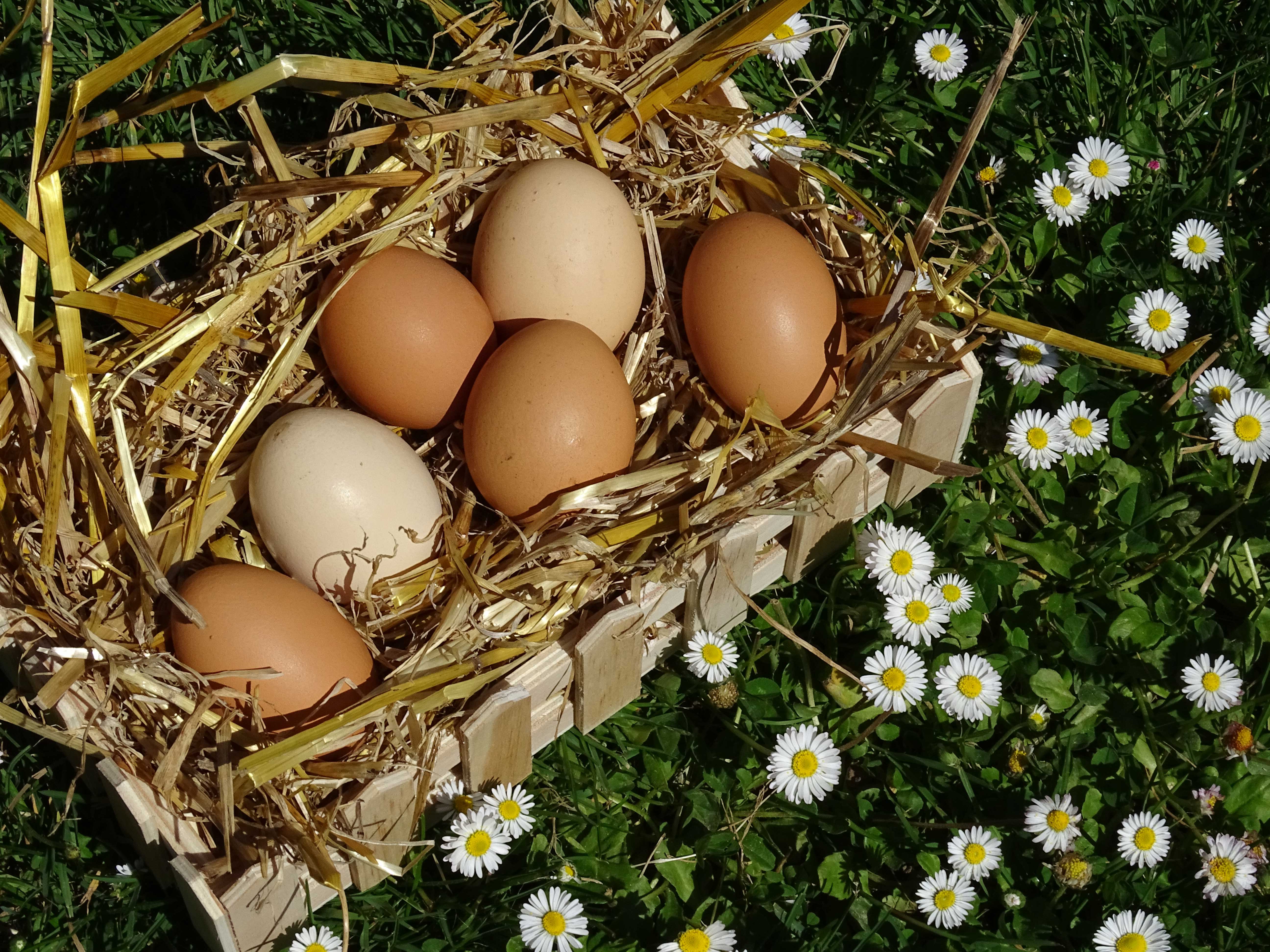 OEUFS EXTRA FRAIS BIO