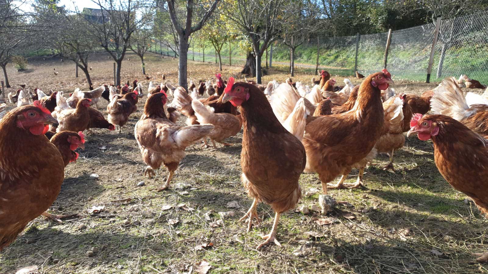 OEUFS EXTRA FRAIS BIO