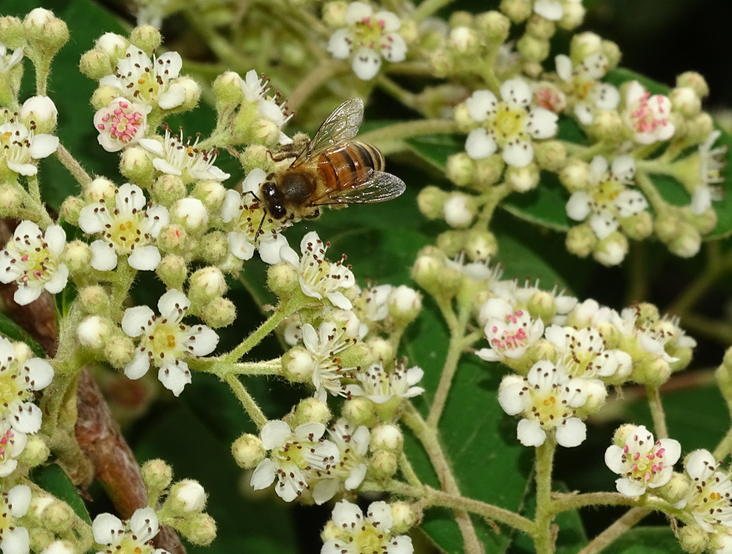 MIEL DE FLEURS