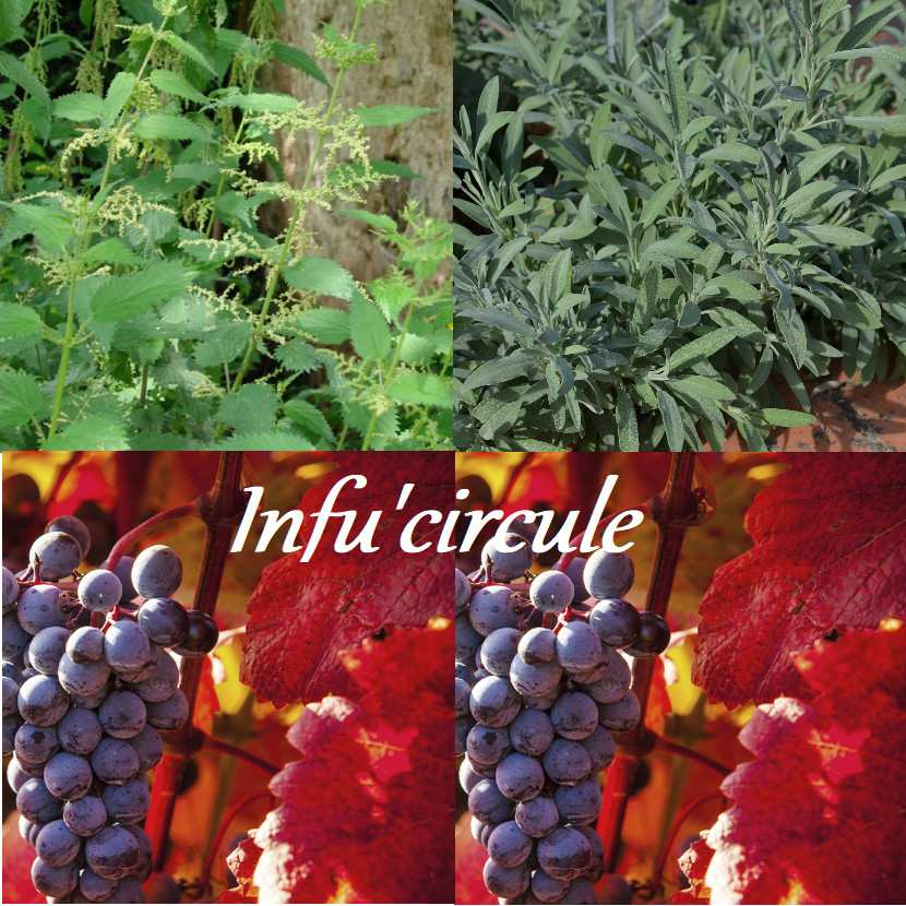 Infu Circule