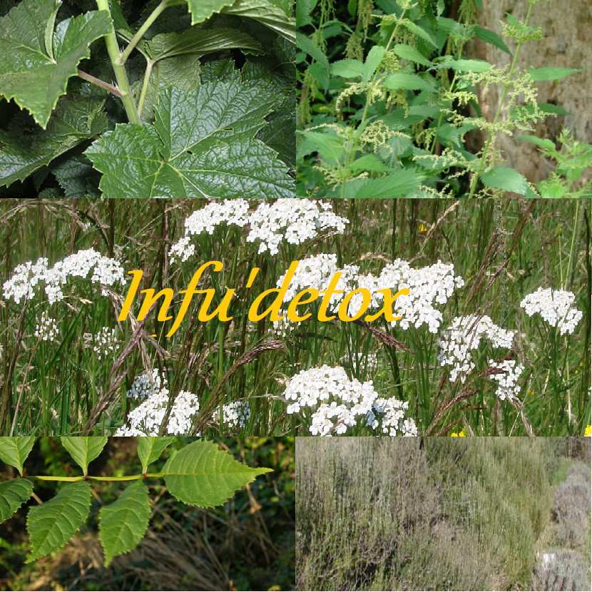 Infu Detox