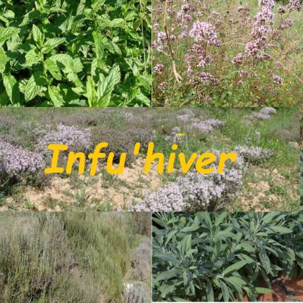Infu Hiver