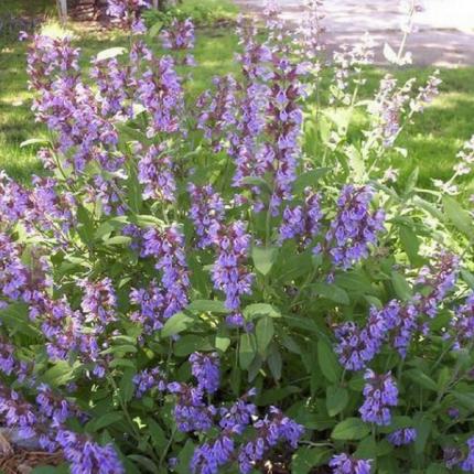 Infusion Sauge officinale