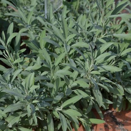 Infusion Sauge officinale
