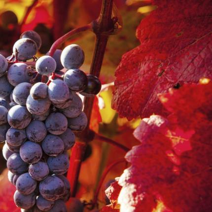 Infusion Vigne rouge