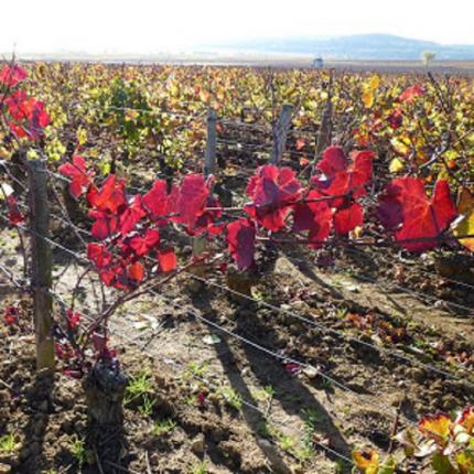 Infusion Vigne rouge
