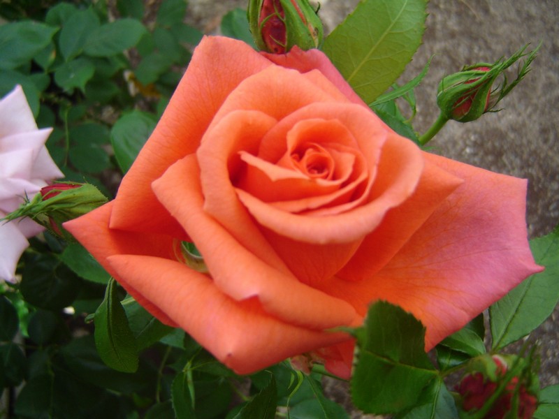 rosier de jardin en pot