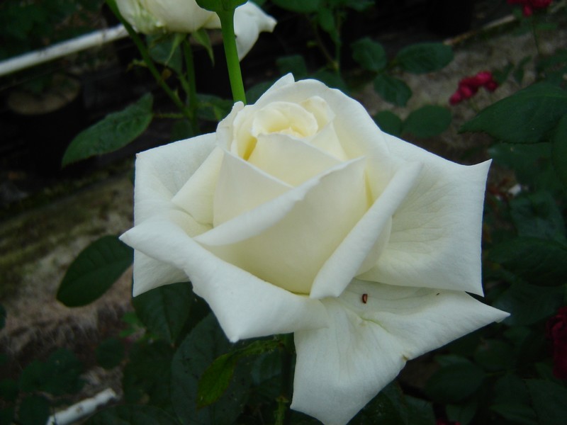 rosier de jardin en pot