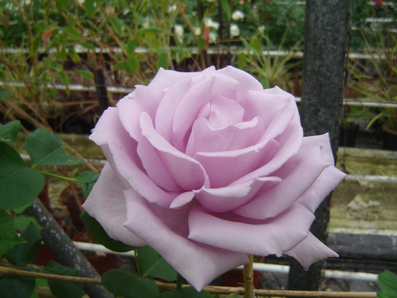 rosier de jardin en pot