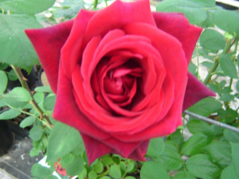 rosier de jardin en pot