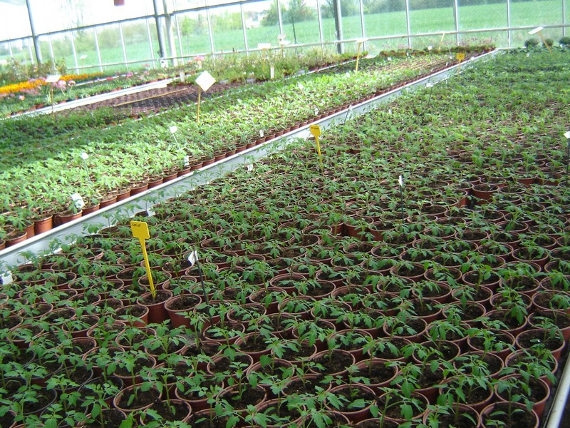 plants de legume