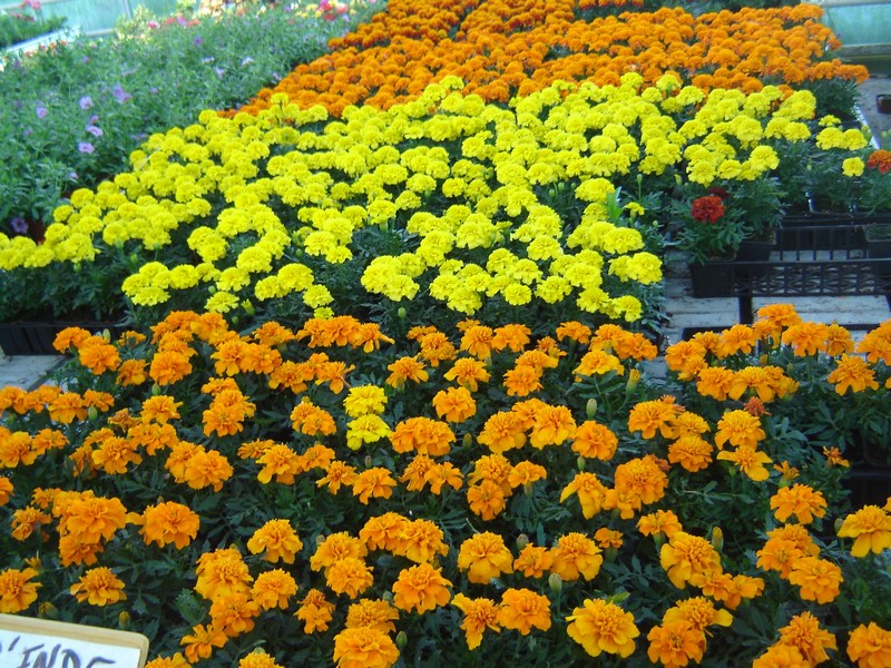 plantes en pot, vivaces ou fleuries