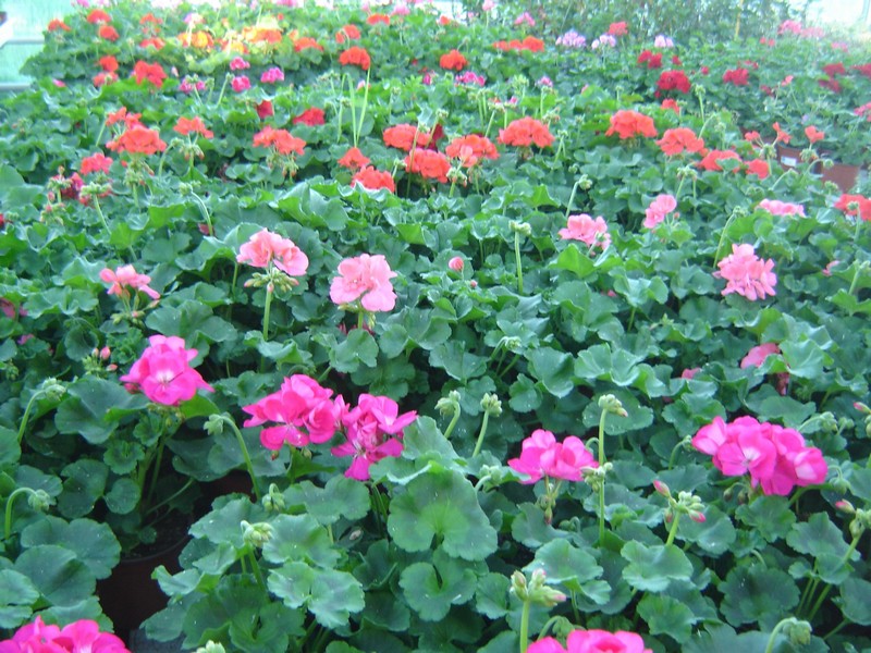 plantes en pot, vivaces ou fleuries