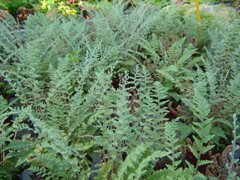 plantes en pot, vivaces ou fleuries
