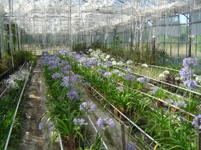 plantes en pot, vivaces ou fleuries