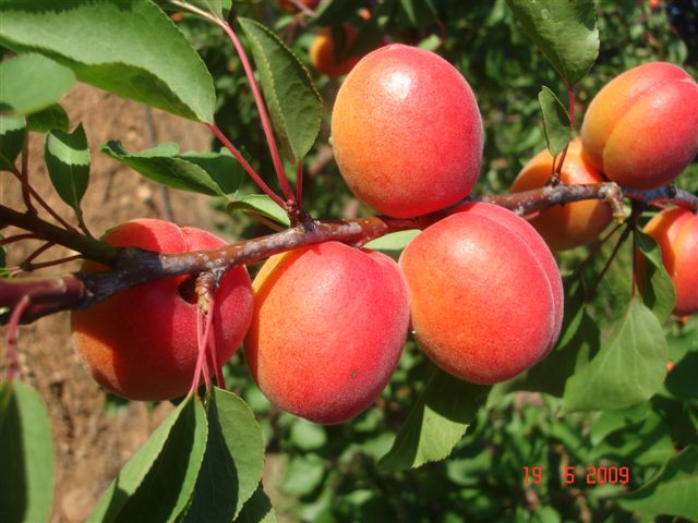 Abricots
