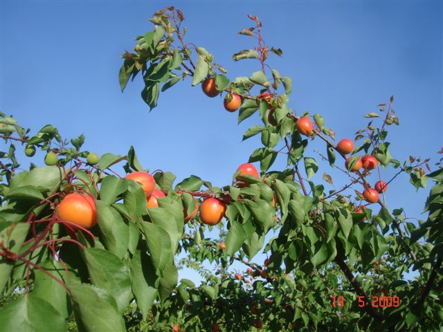 Abricots