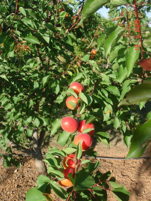 Abricots