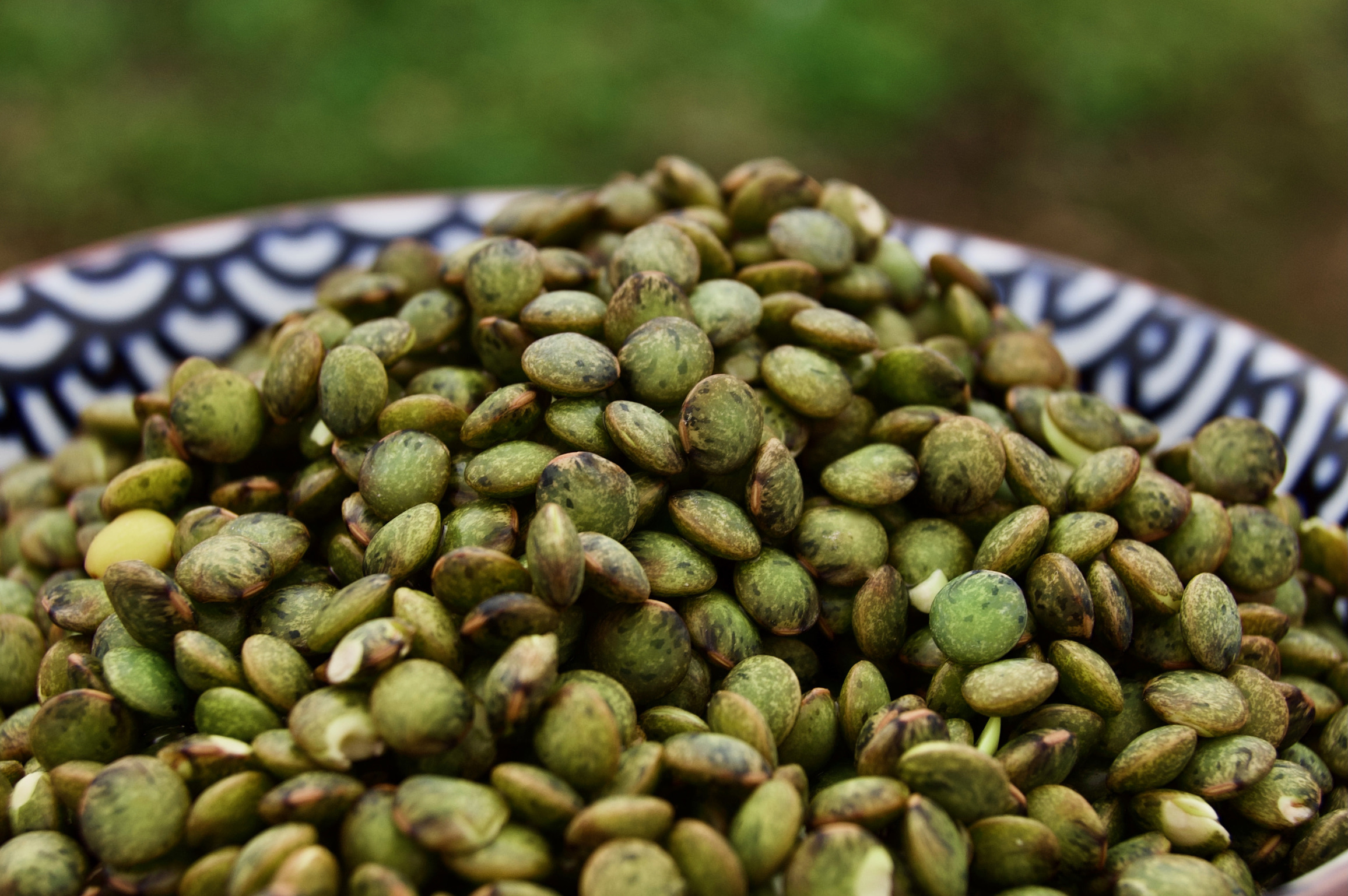 Lentilles vertes trempees, germees, cuites vapeur et surgelees.