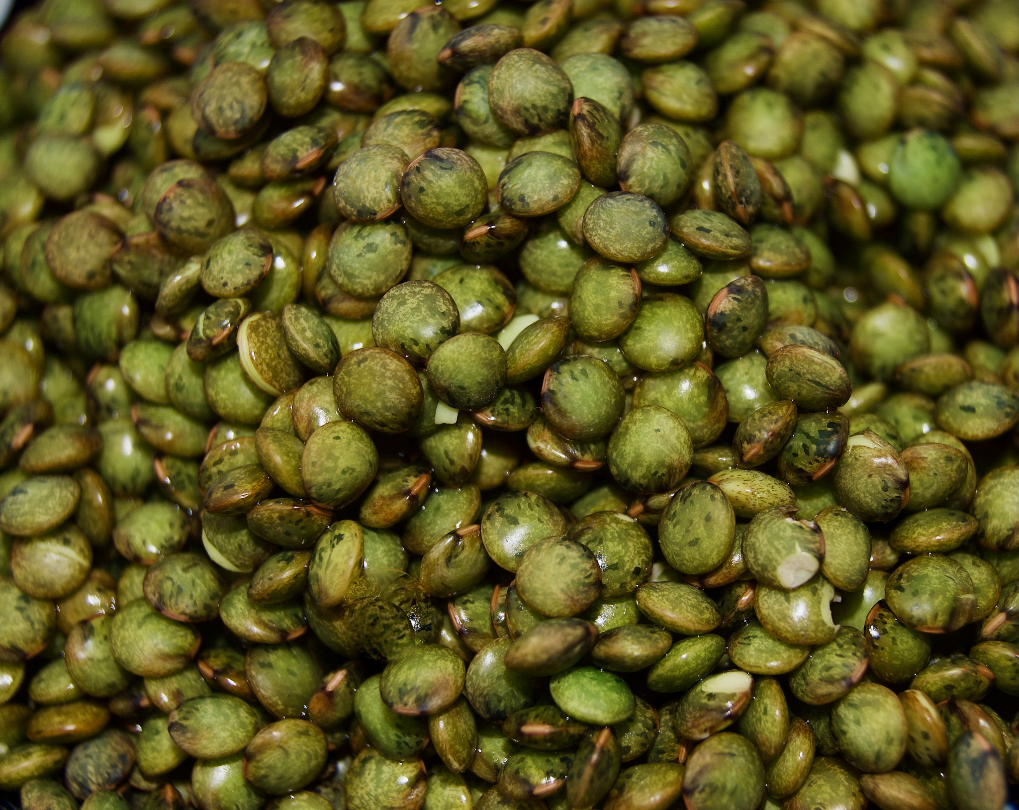 Lentilles vertes trempees, germees, cuites vapeur et surgelees.