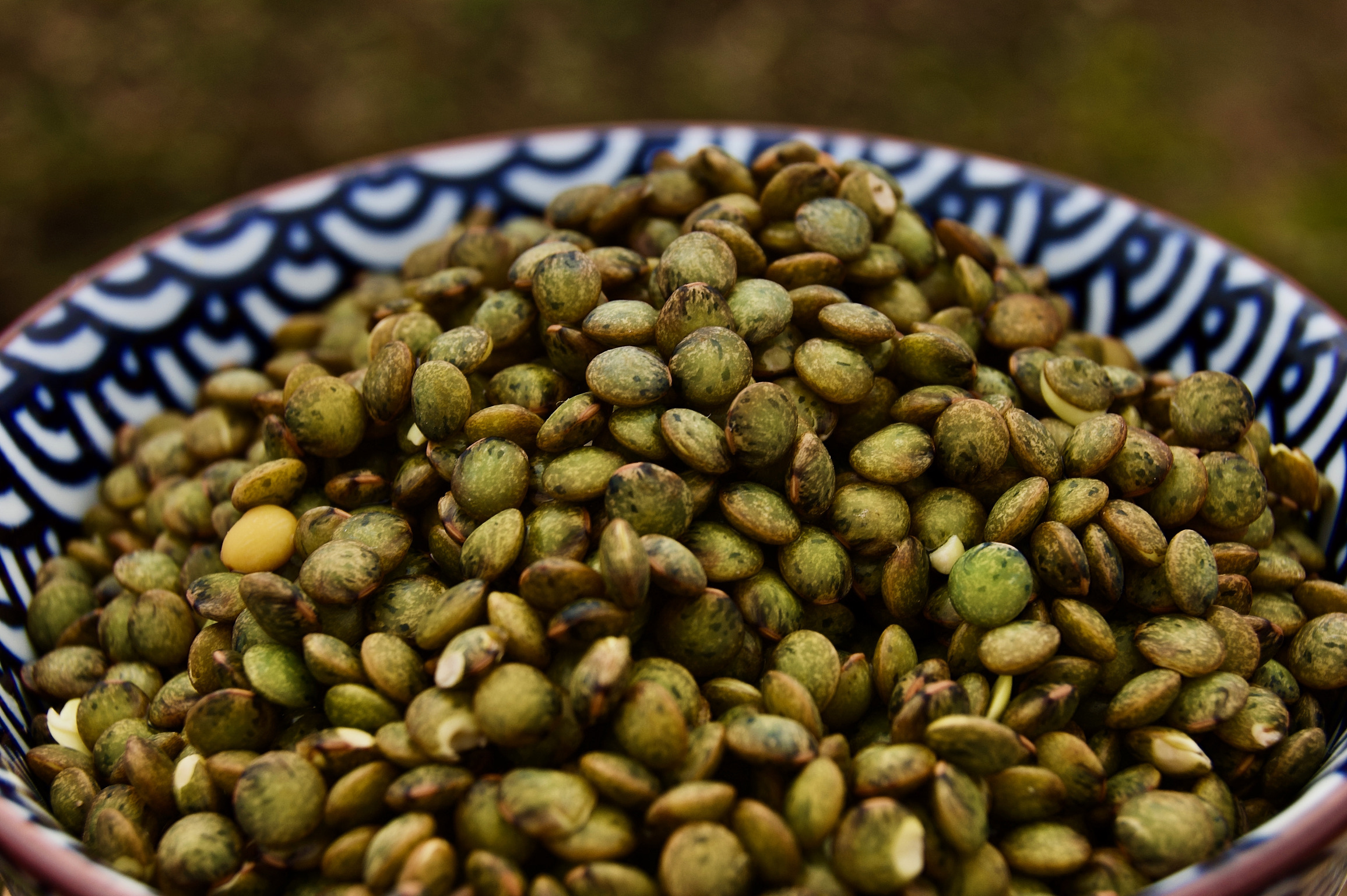 Lentilles vertes HVE trempees, germees, cuites vapeur et surgelees.