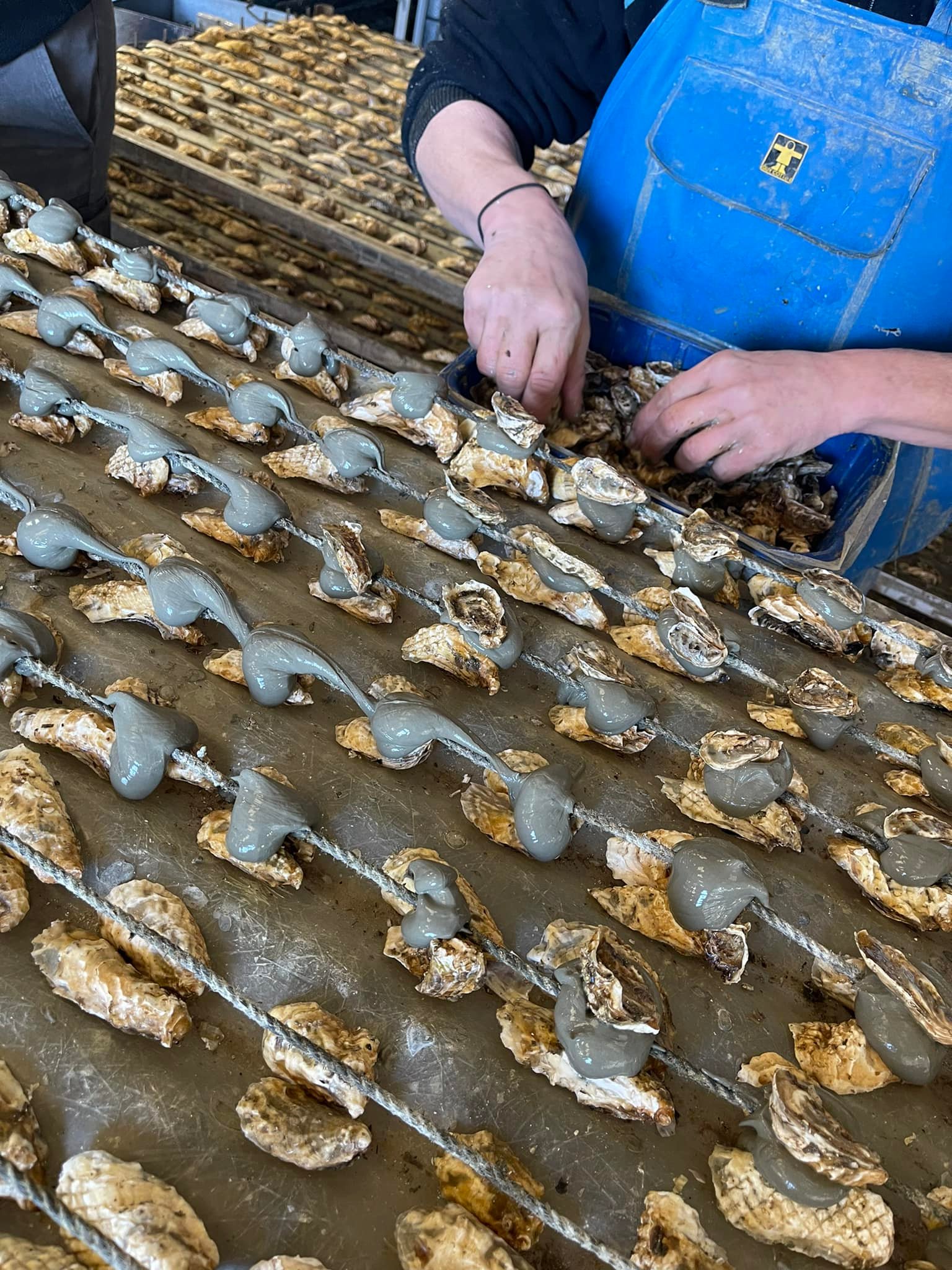Huitres de Bouzigues