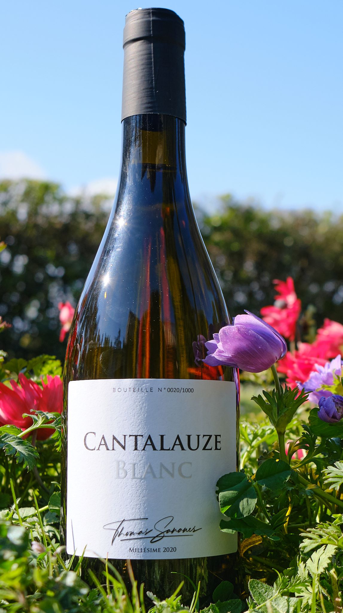 BLANC DE CANTALAUZE