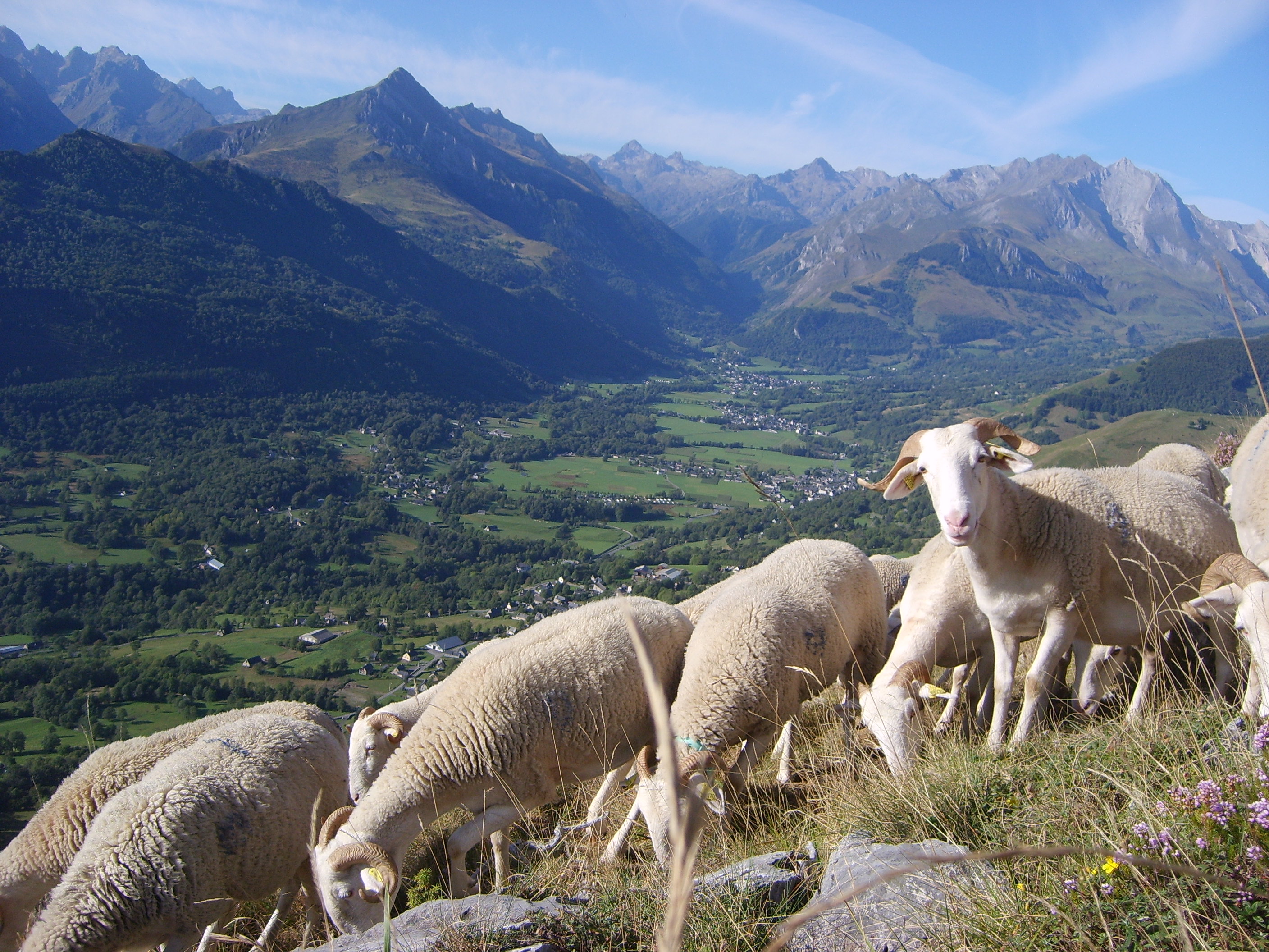 IGP Agneau des Pyrenees