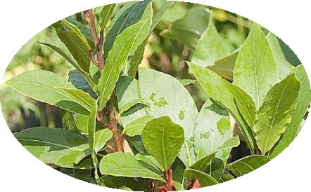 Laurier sauvage des Corbieres-Mediterranee - feuille sechee
