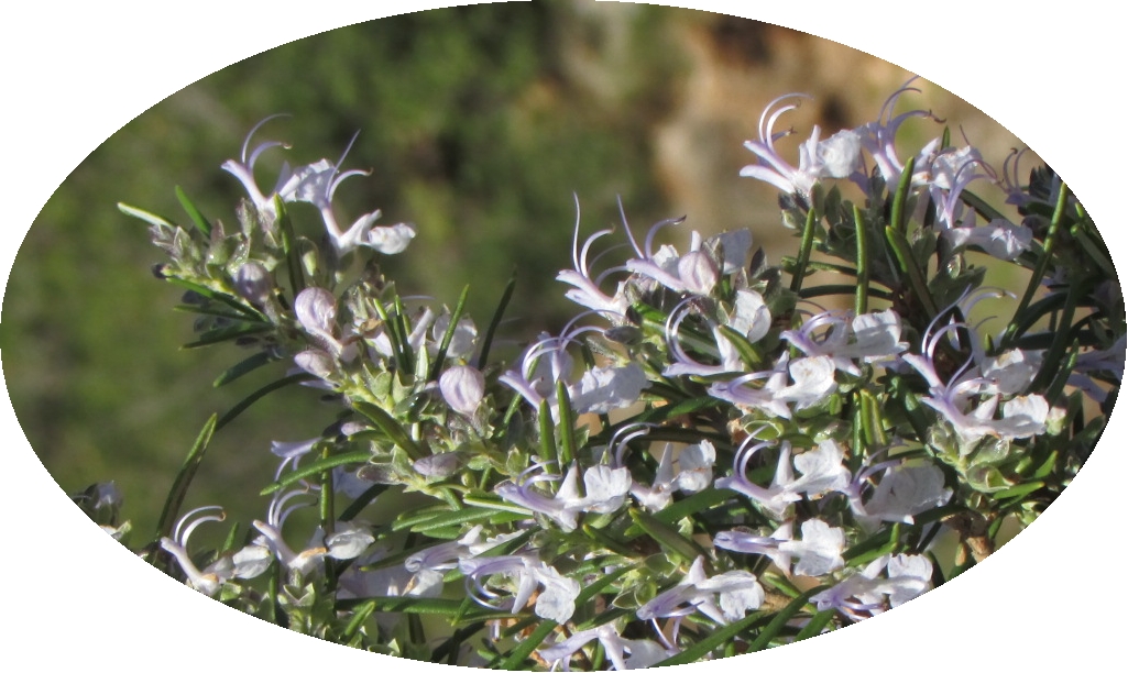 Romarin des Corbieres-Mediterranee - sommite florale sechee