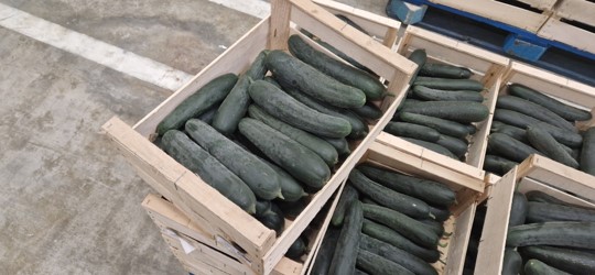 Courgette