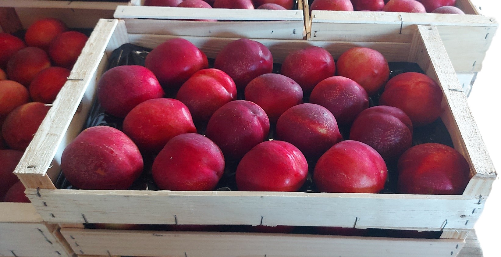 Nectarine