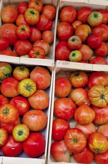 Tomate ancienne coeur de boeuf