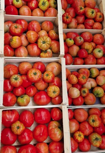 Tomate ancienne coeur de boeuf