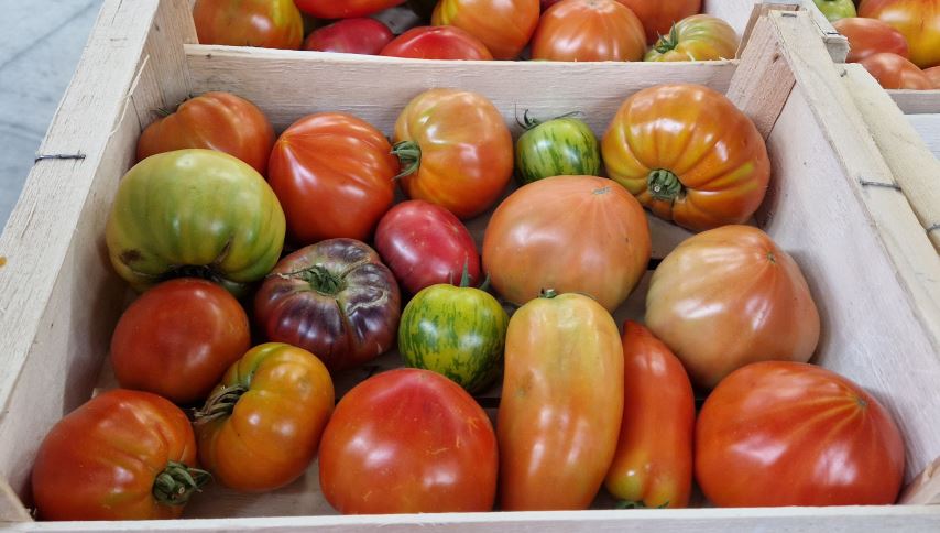Tomate ancienne mix bio