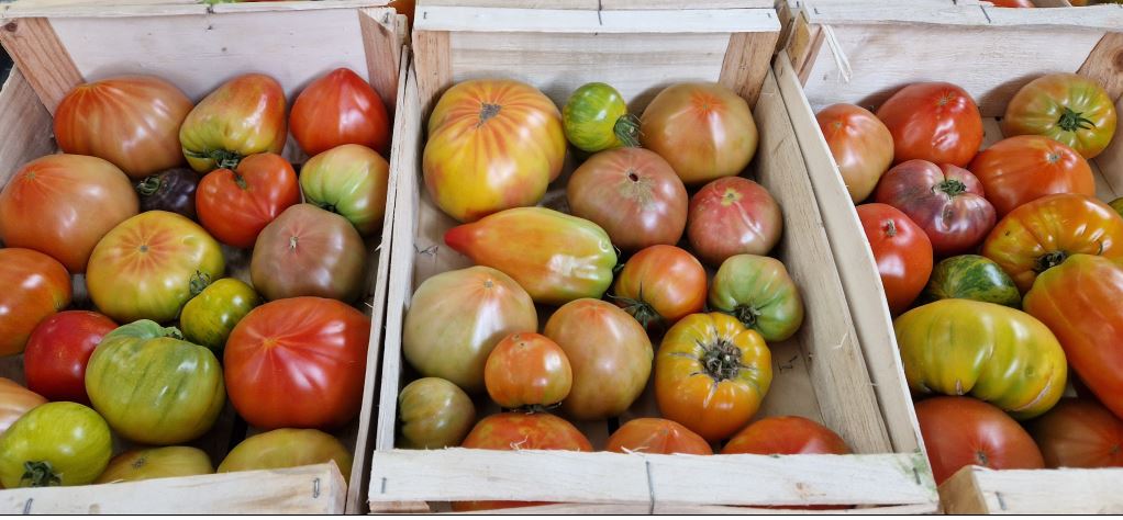 Tomate ancienne mix bio