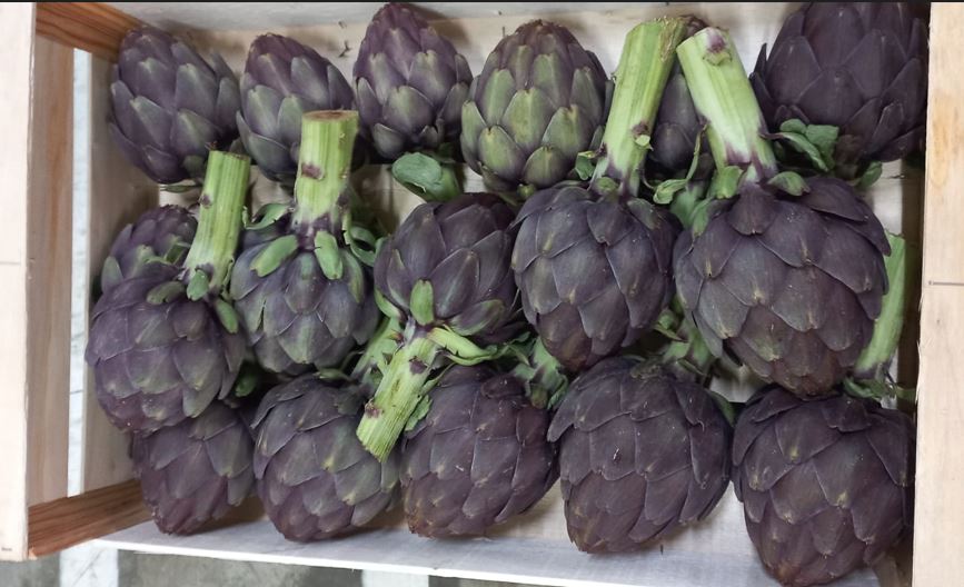 Artichaut violet