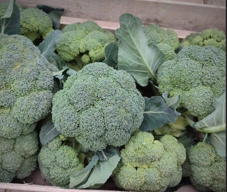 Brocoli