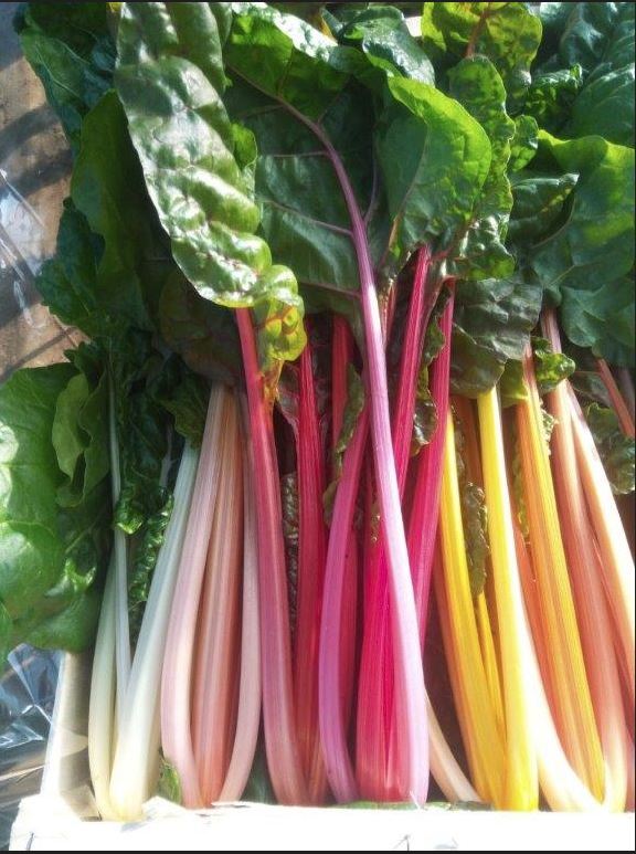 Blette multicolore